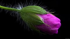Nature Flowers Plants macro