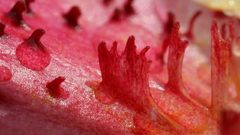 Nature Flowers Plants macro