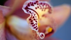 Nature Flowers Plants macro