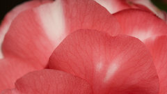 Nature Flowers Plants macro