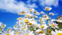 nature Flowers Plants macro sunlight white flowers clouds