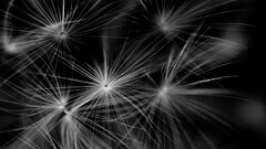 nature Flowers Plants monochrome