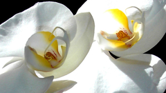 Nature Flowers Plants Orchids