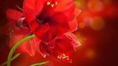 nature Flowers Plants petals red background Simple Background
