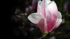Nature Flowers Plants pink