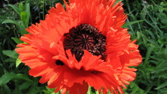 Nature Flowers Plants red