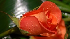 Nature Flowers Plants roses