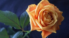 Nature Flowers Plants roses