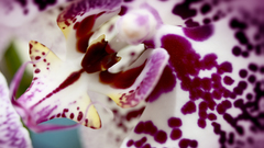 Nature Flowers Plants Spotted