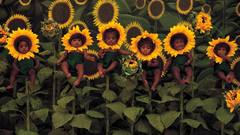 Nature Flowers Plants Sunflowers