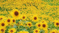 Nature Flowers Plants Sunflowers