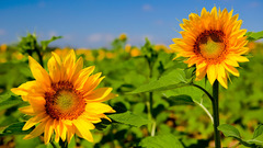 Nature Flowers Plants Sunflowers