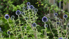 Nature Flowers Plants Thistles