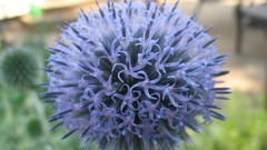 Nature Flowers Plants Thistles