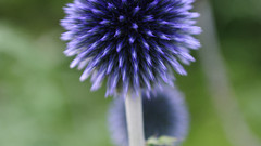 Nature Flowers Plants Thistles