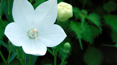 Nature Flowers Plants white