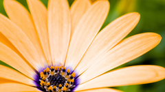 Nature Flowers Plants yellow