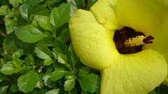Nature Flowers Plants yellow