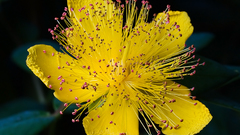 Nature Flowers Plants yellow