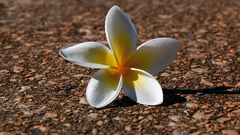 Nature Flowers plumeria