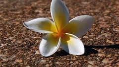 Nature Flowers plumeria