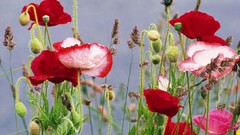 Nature Flowers Poppies