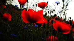 Nature Flowers Poppies