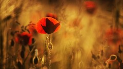 nature Flowers Poppies red flowers Plants outdoors