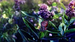 Nature Flowers purple Butterflies
