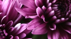 Nature Flowers purple flowers