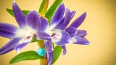 nature Flowers purple flowers macro Plants vibrant petals