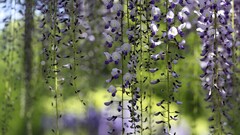 nature Flowers purple flowers wisteria depth of field Plants