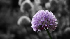 Nature Flowers purple macro