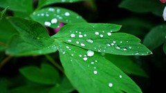 Nature Flowers raindrops