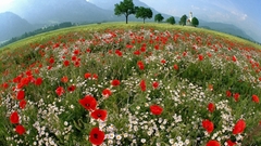Nature Flowers red flowers