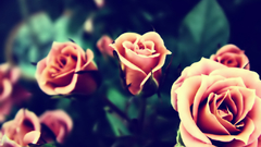 Nature Flowers roses