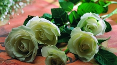 Nature Flowers roses