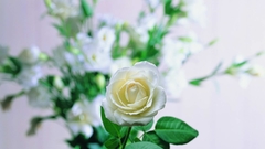 Nature Flowers roses