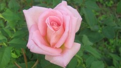 Nature Flowers roses