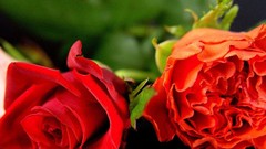 Nature Flowers roses