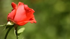 Nature Flowers roses