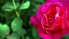 Nature Flowers roses