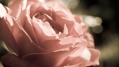 Nature Flowers roses