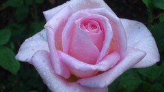 Nature Flowers roses