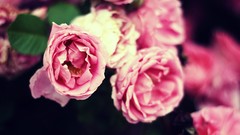 Nature Flowers roses pink