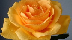 Nature Flowers roses Yellow