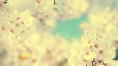 Nature Flowers sakura spring