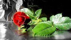 Nature Flowers selective coloring