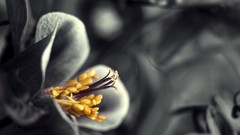 Nature Flowers selective coloring