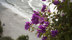 Nature Flowers shore purple